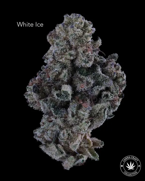 AAA+ - WHITE ICE