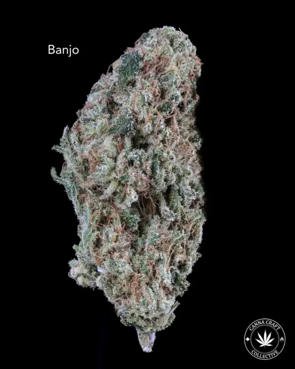 AAAA *ON SPECIAL* BANJO