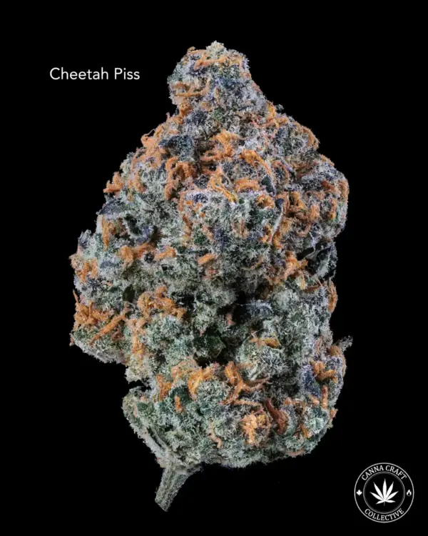 AAAA *ON SPECIAL* CHEETAH PISS