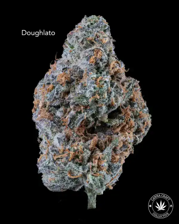 AAA+ - DOUGHLATO