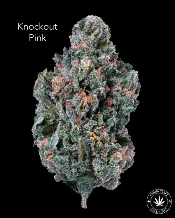 AA+ - KNOCKOUT PINK