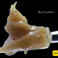 blue gushers cc BULK JAR LIVE HASH ROSIN - BLUE GUSHERZ