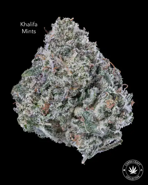 AAA+ - KHALIFA MINTS