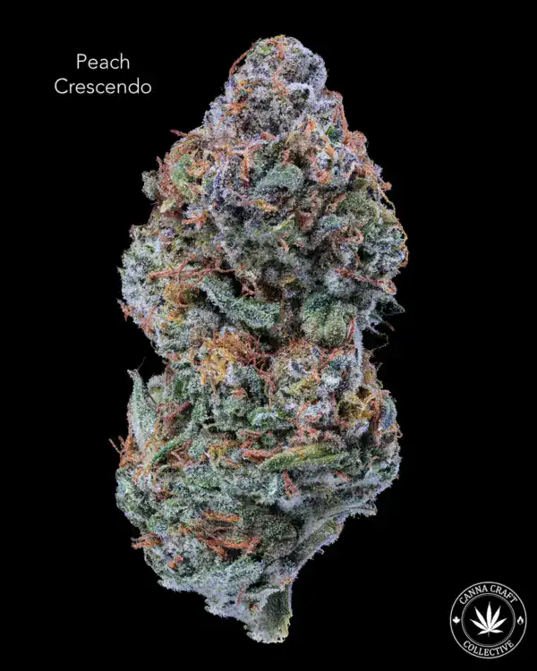 PEACH CRESCENDO