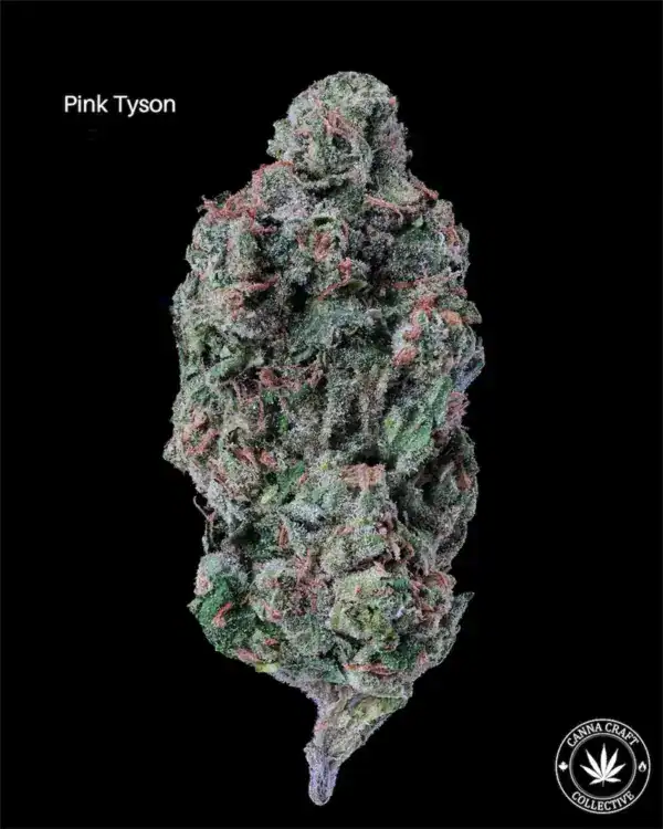 AA+ - PINK TYSON