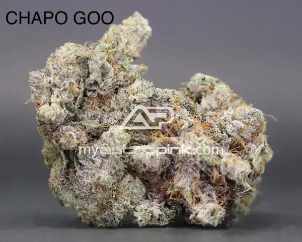 ASTROPINK - CHAPO GOO (LOT#8913)