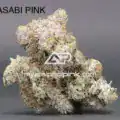 ASTROPINK - WASABI PINK (LOT#4157)