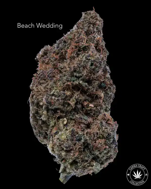 AAA+ - BEACH WEDDING