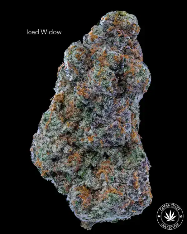 AAAA *ON SPECIAL* ICED WIDOW