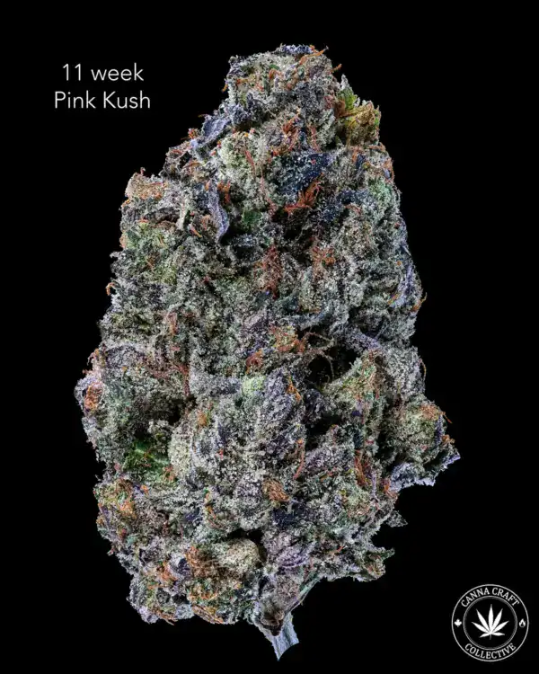 11 week Pink Kush ELEVEN WEEK PINK KUSH