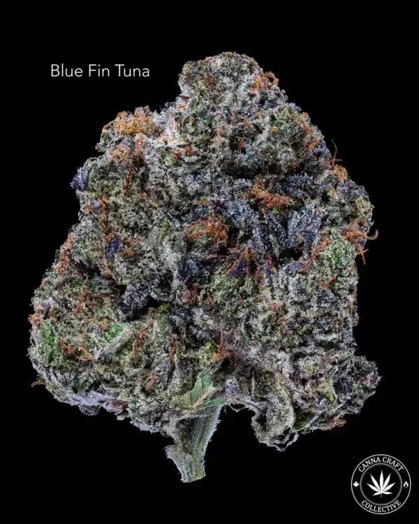 BLUE FIN TUNA