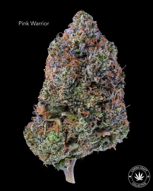 PINK WARRIOR